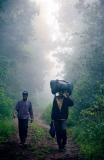 Kilimanjaro Yağmur Ormanları