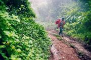 Kilimanjaro Yağmur Ormanları